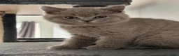British Shorthair cats for sale: 🐾 British Shorthair Looking for Their Homes 🐾 - Advert 22