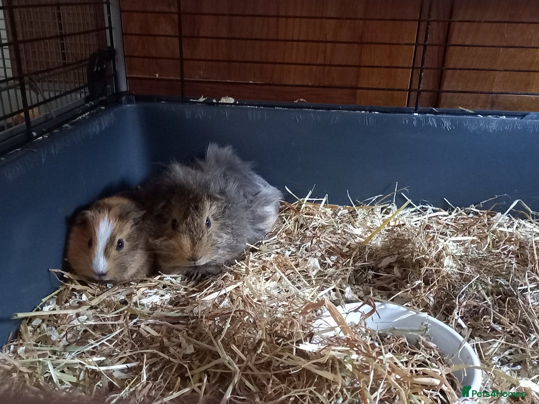 Guinea Pig rodents for sale: Baby male guinea pig pairs - Image 5