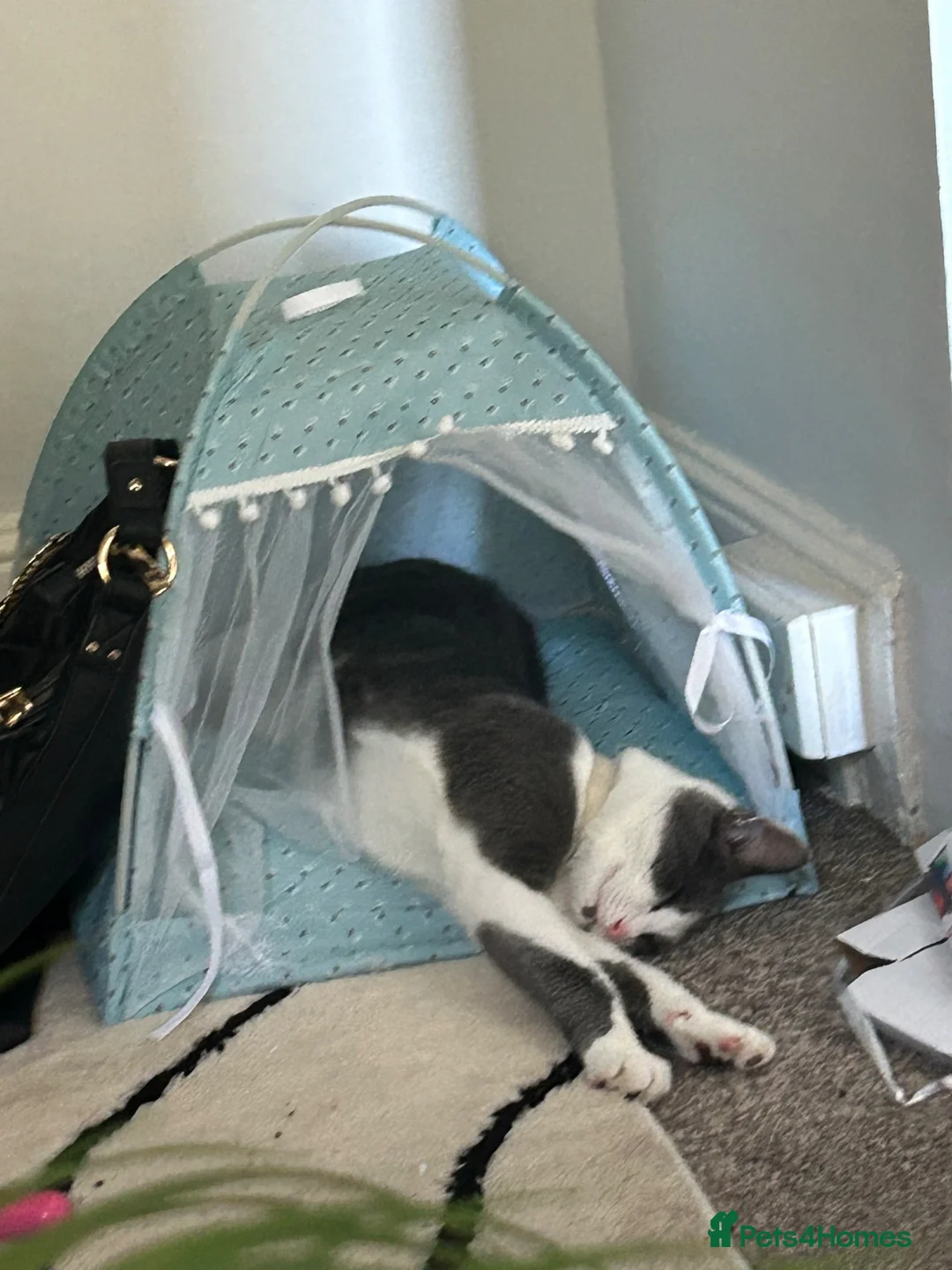 Mixed Breed cats for sale: Gorgeous kitten for sale  in Paignton - Advert 1