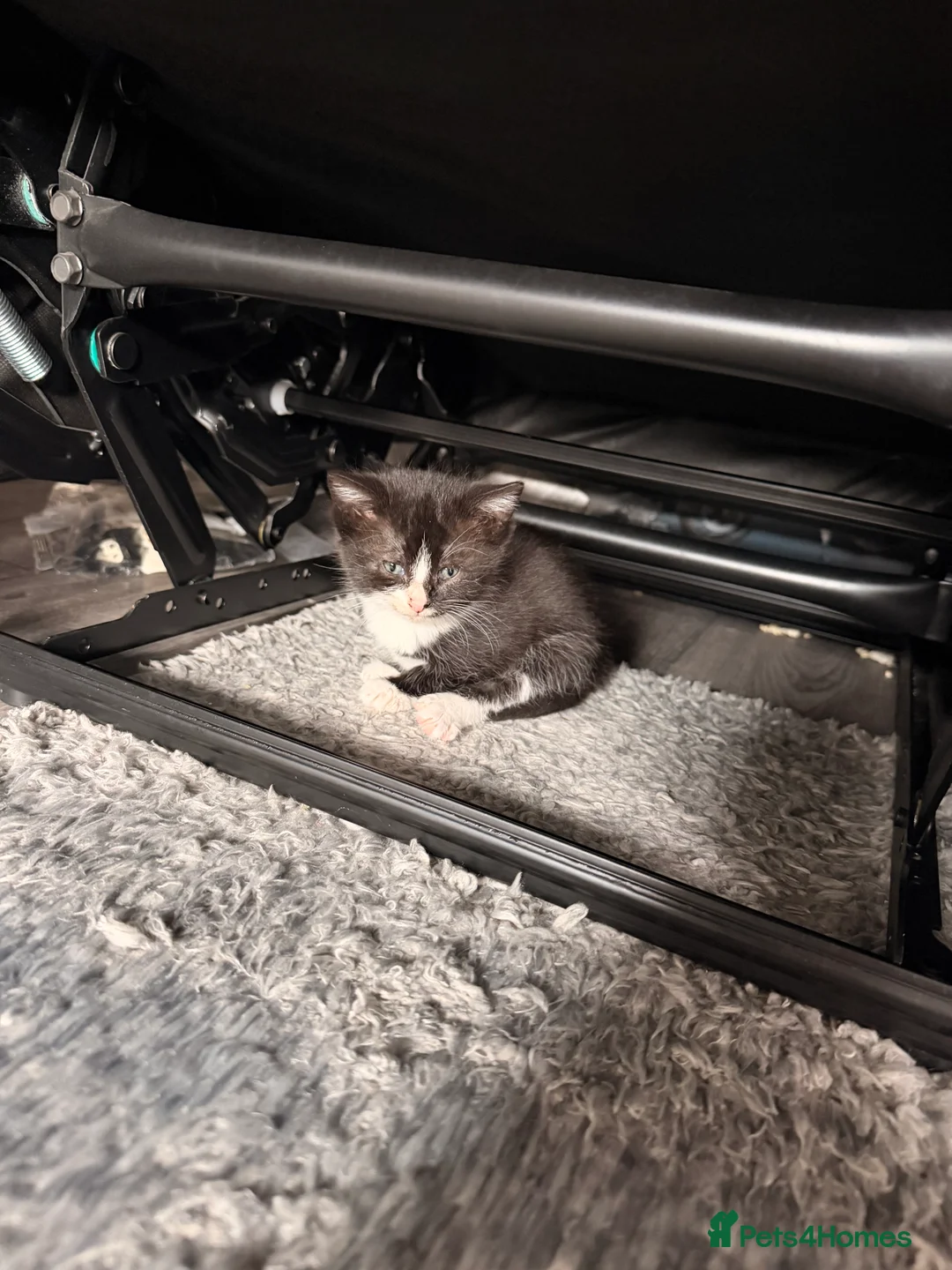 Mixed Breed cats for sale: Kittens - Advert 2