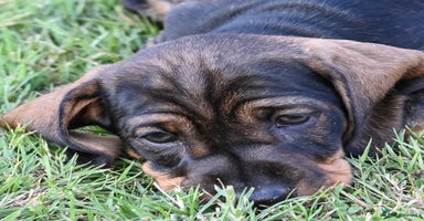 Dachshund dogs - Advert 15