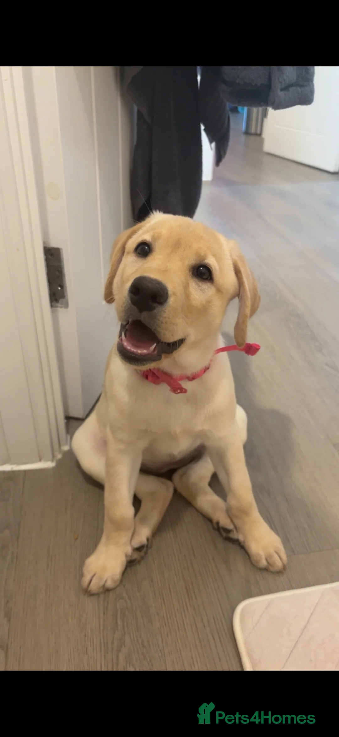 Labrador Retriever dogs for sale: 12 Week Old Female Lab For Sale - Advert 3