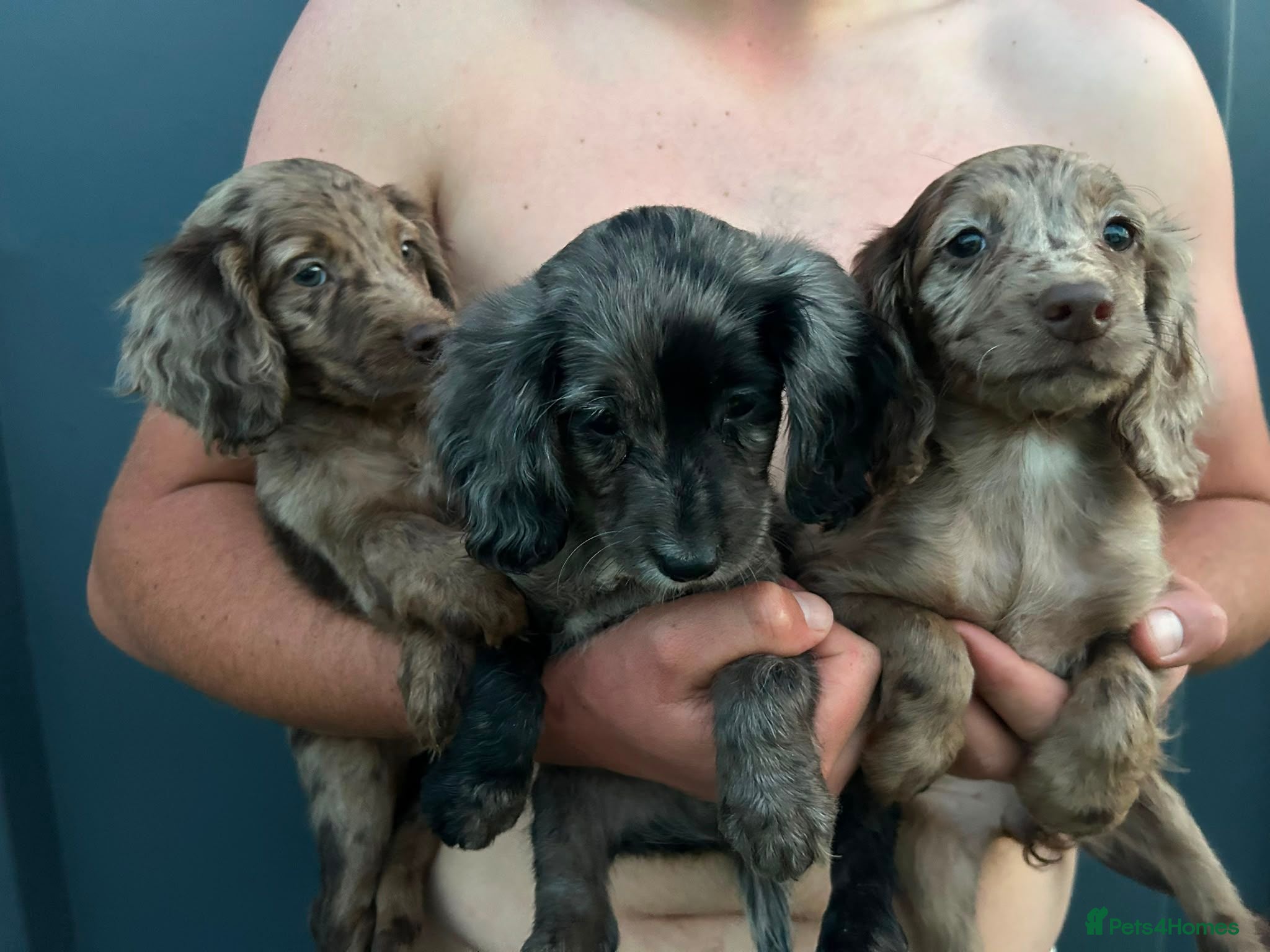 Sproodle dogs Merle Sproodle puppies - Advert 2