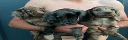 Sproodle dogs for sale: Merle Sproodle puppies - Advert 2