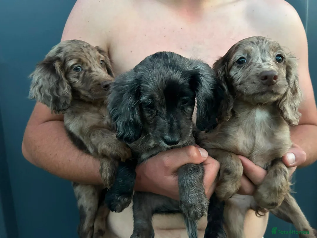 Sproodle dogs for sale: Merle Sproodle puppies - Advert 2