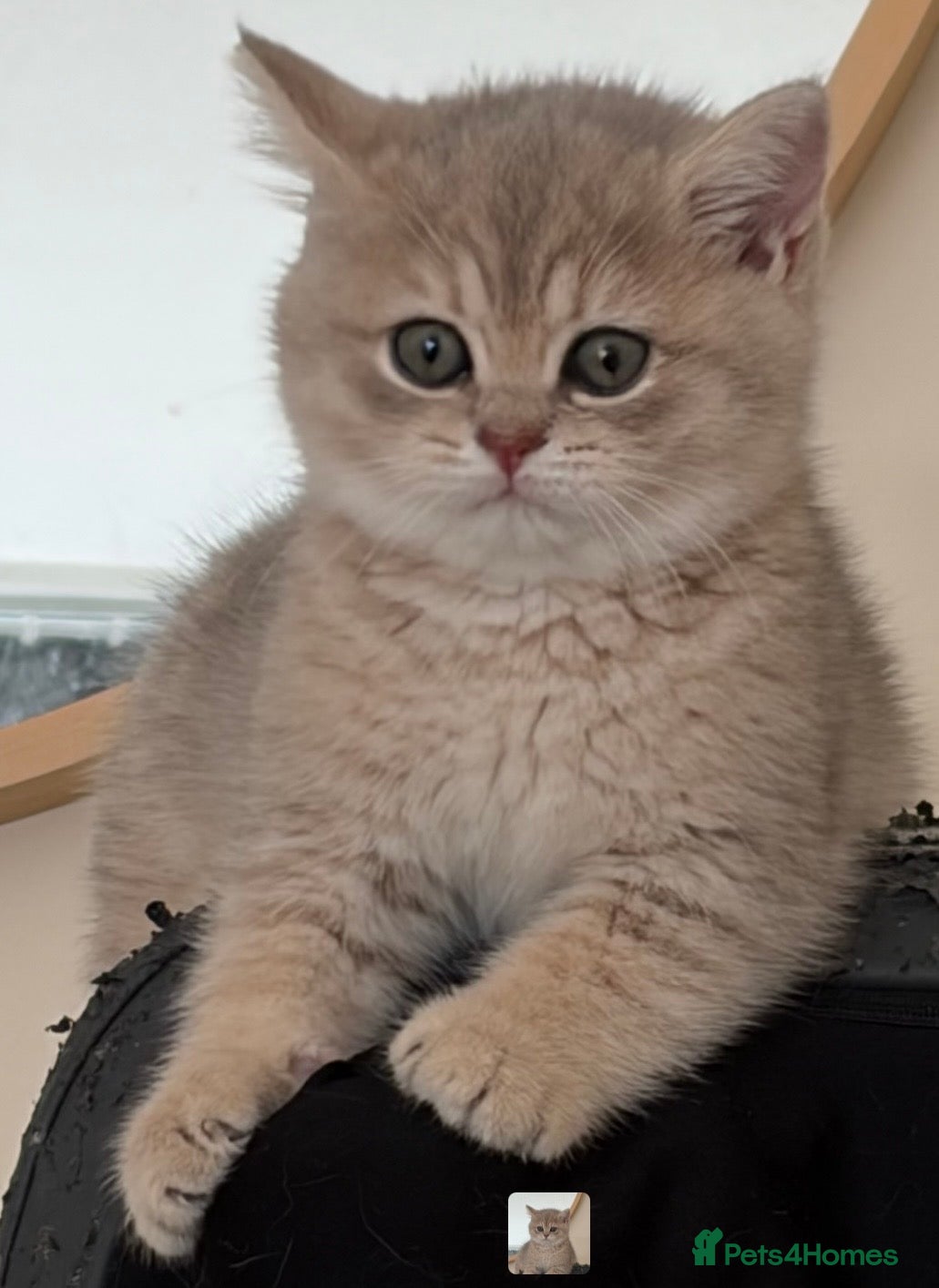 Brazilian Shorthair cats 2 Girls | Fully Pedigree British Shorthair | GCCF  - Advert 2