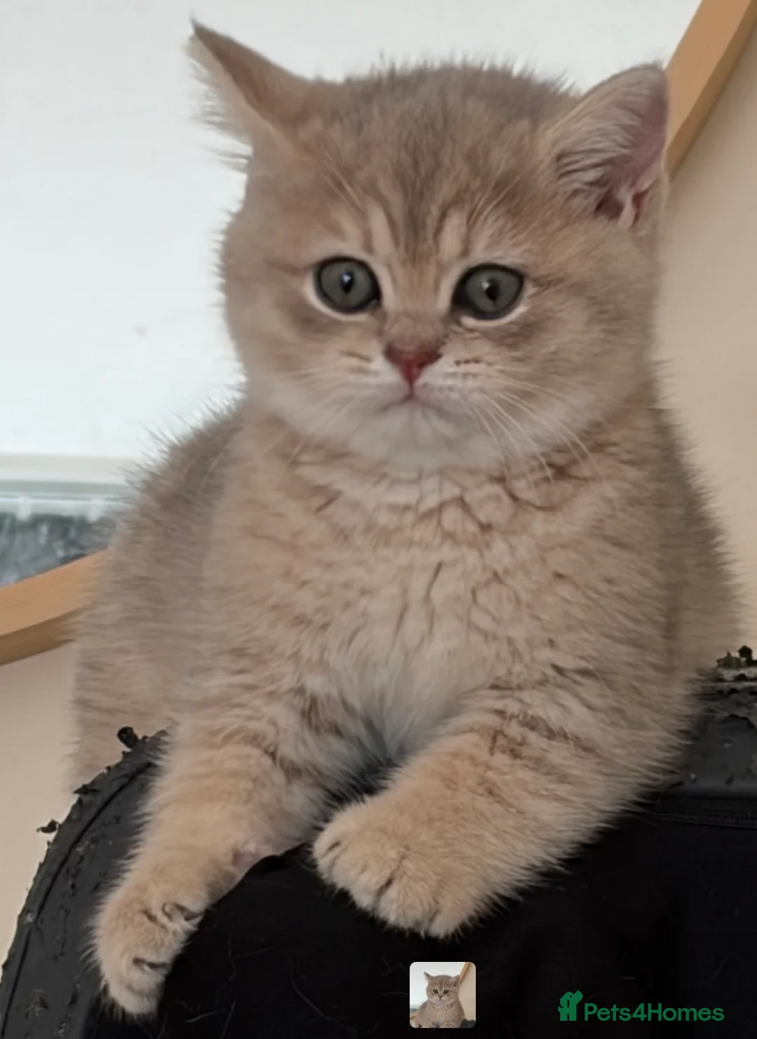 Brazilian Shorthair cats for sale: 2 Girls | Fully Pedigree British Shorthair | GCCF  - Advert 2