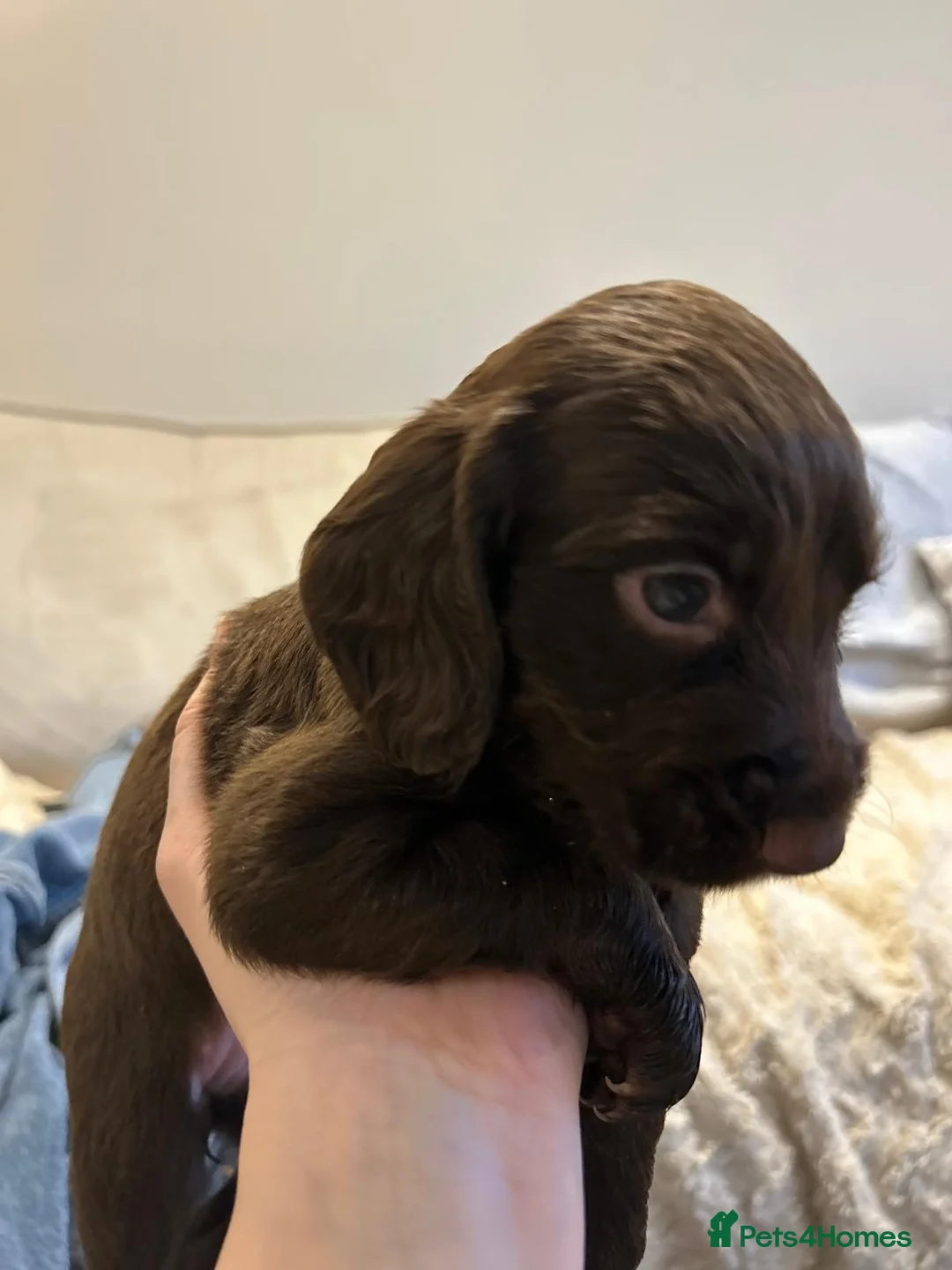 Cocker Spaniel dogs for sale: Working cocker spaniel puppies  - Advert 13