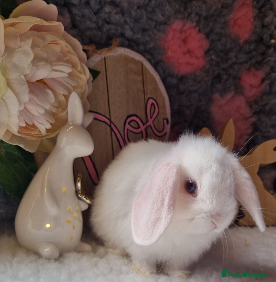 Mini Lop rabbits for sale: Beautiful mini lops - Image 4