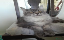 Maine Coon cats for sale: black silver ticked polydactyl girl TICA mainecoon - Advert 3