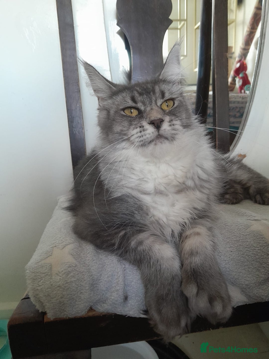 Maine Coon cats for sale: black silver ticked polydactyl girl TICA mainecoon - Advert 3