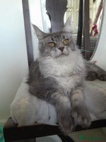 Maine Coon cats black silver ticked polydactyl girl TICA mainecoon - Advert 1