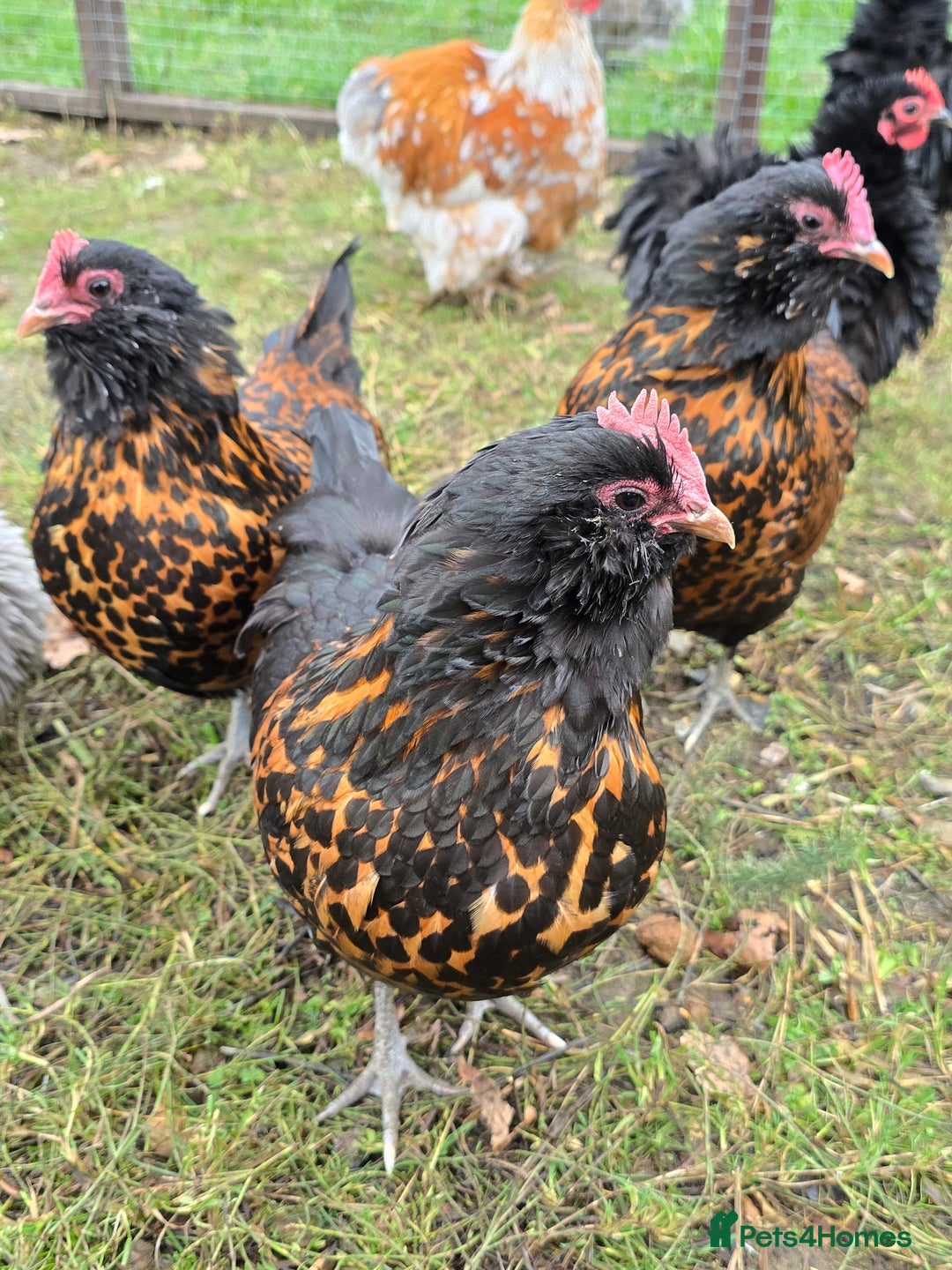 Chickens poultry for sale: Gold Spangled Thuringians POL - Image 1