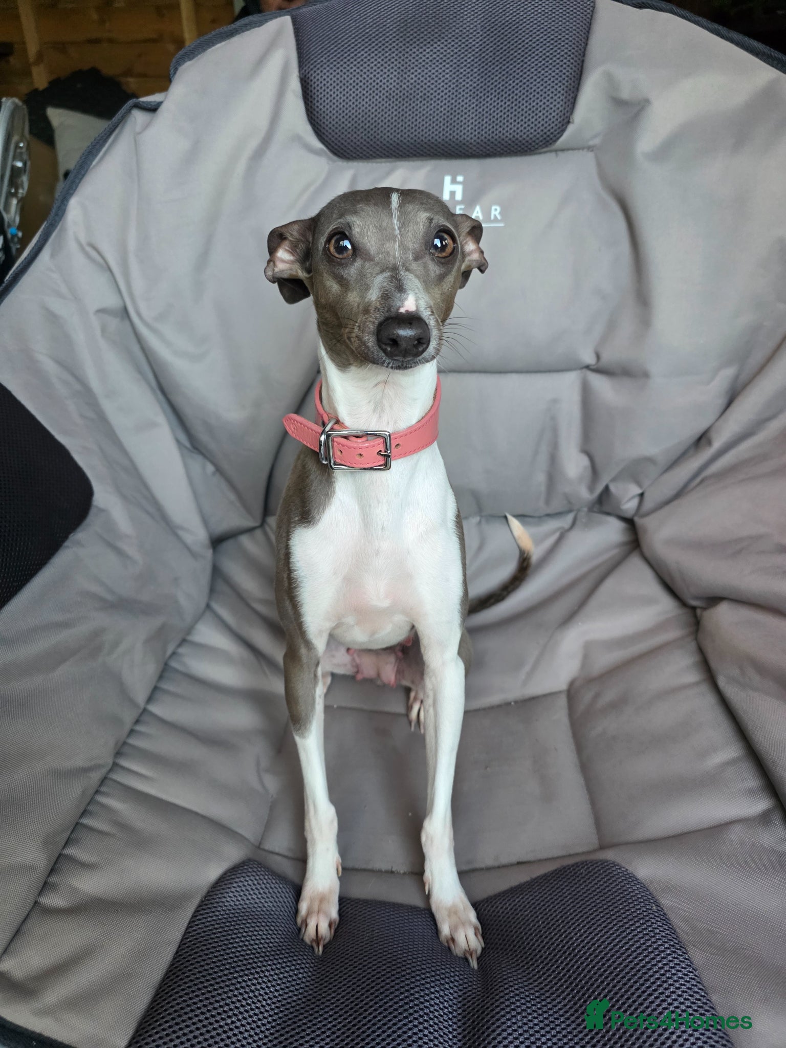 Italian Greyhound dogs Coming soon Italian Greyhound Puppies - Advert 8