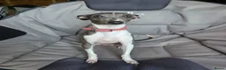 Italian Greyhound dogs for sale: Coming soon Italian Greyhound Puppies in Launceston - Advert 1