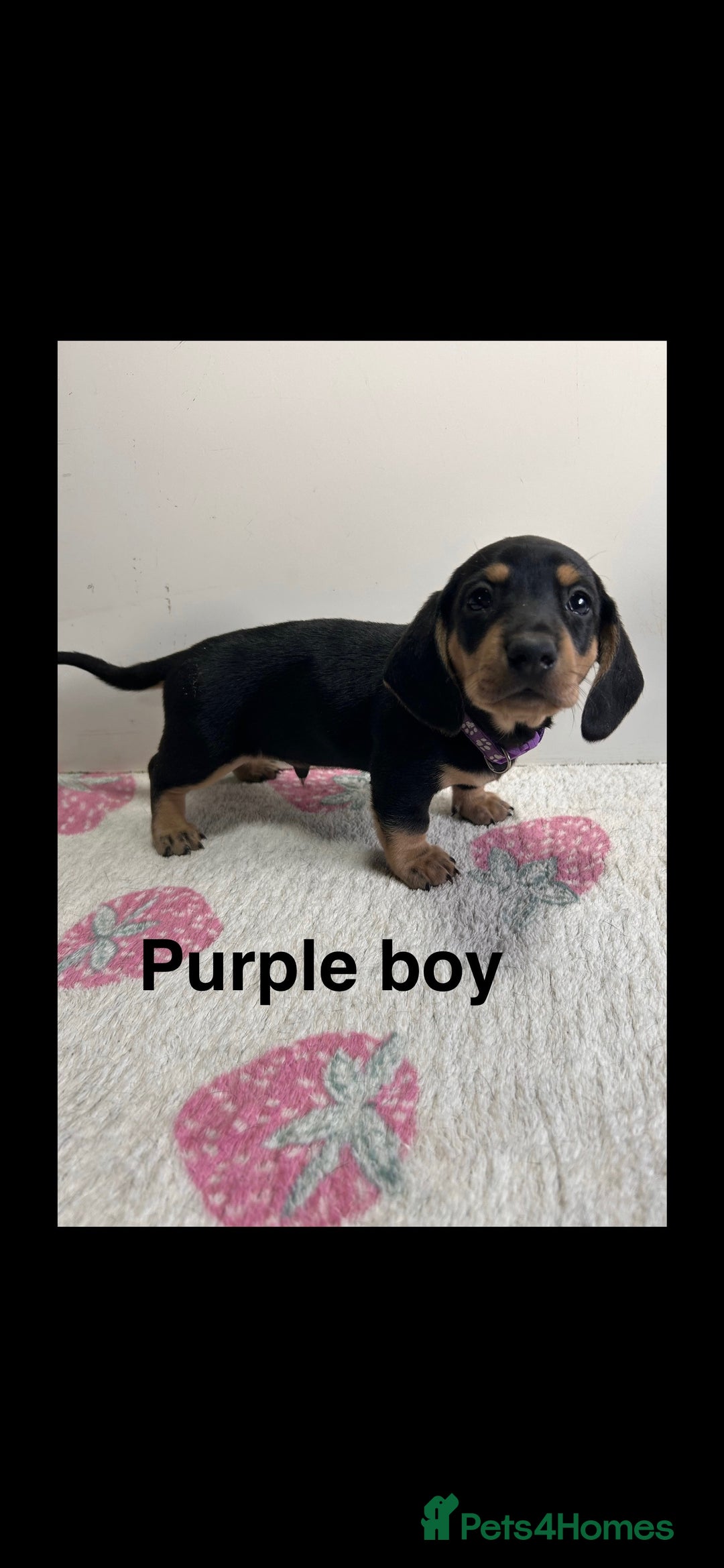 Dachshund dogs for sale: Dachshund pups  - Image 8
