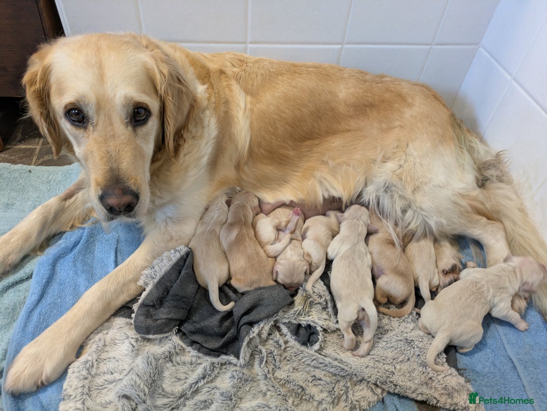 Golden Retriever dogs for sale: KC Top quality golden retrievers - Advert 3