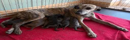 Whippet dogs for sale: Beautiful whippet puppies  - Advert 6