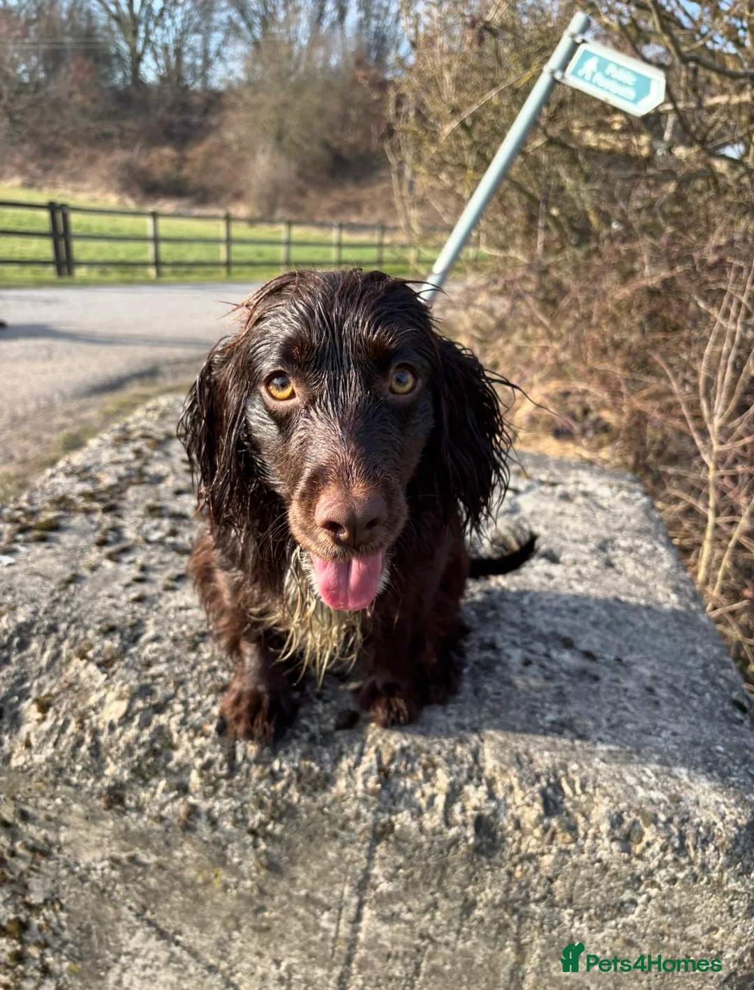 Cockapoo dogs for sale: Adorable F1 chocolate cockapoo pups - Advert 1