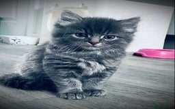 British Longhair cats for sale: 4 gorgeous fluffy kittens - Image 2