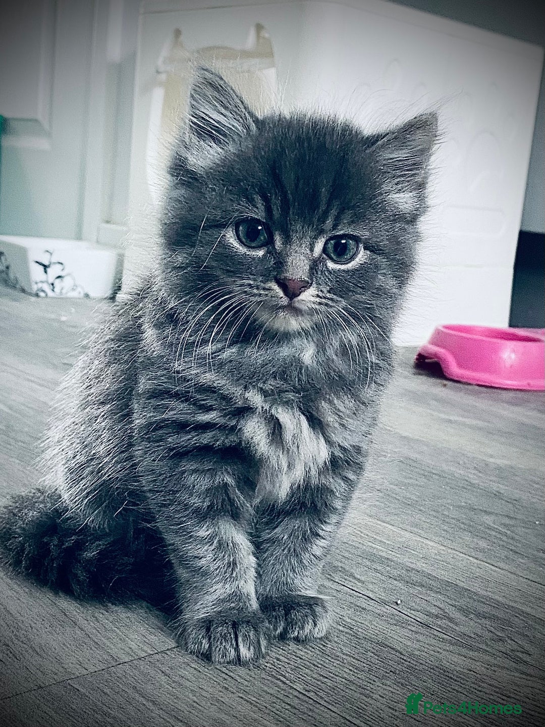 British Longhair cats for sale: 4 gorgeous fluffy kittens - Image 2