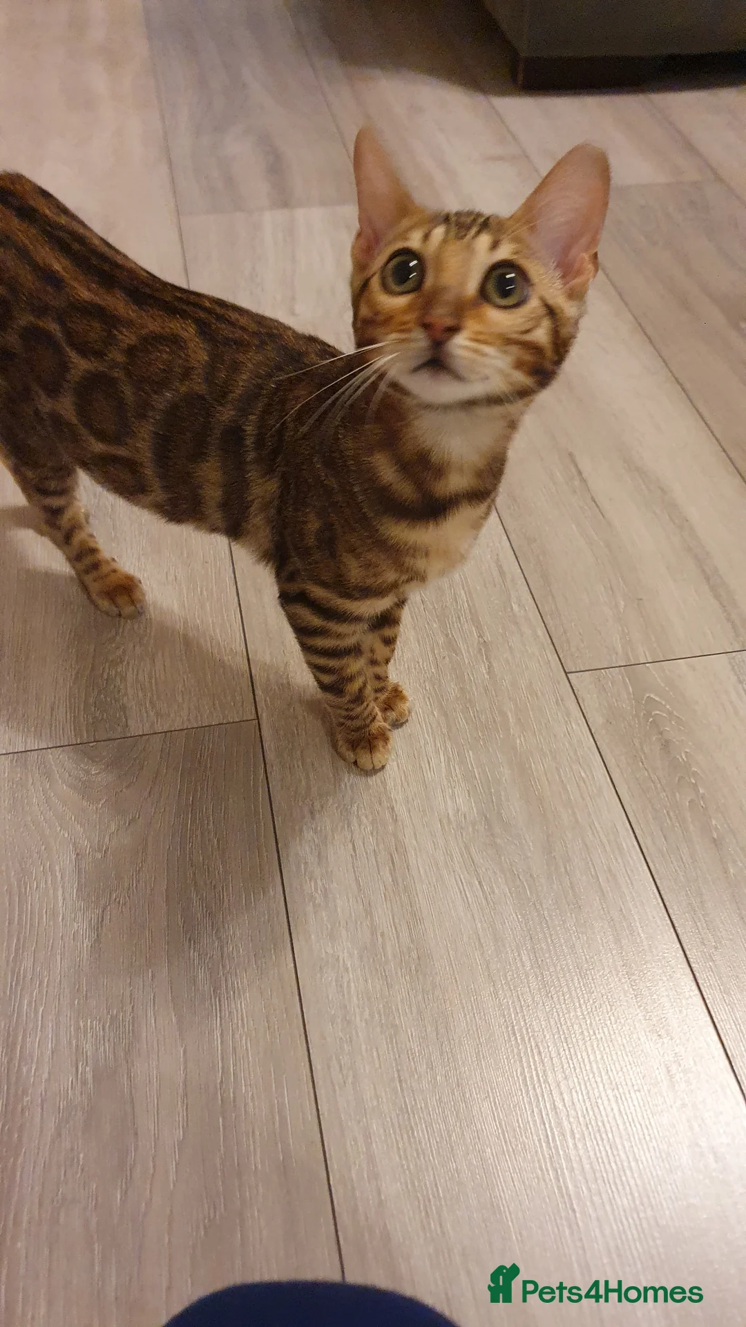 Bengal cats for sale: Beautiful Bengal kittens - Advert 19