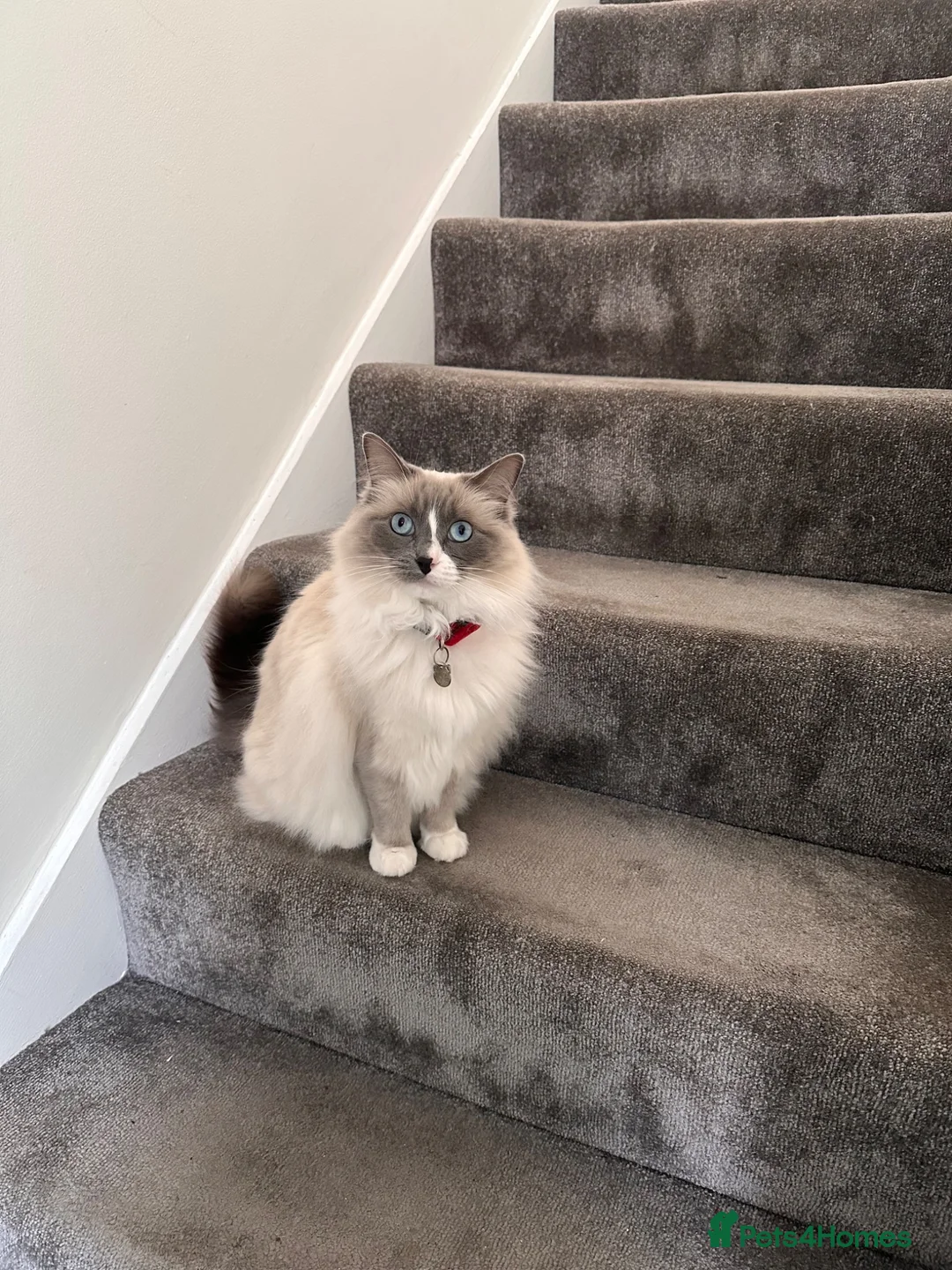 Ragdoll cats for sale: Beautiful Ragdoll Cat Vaccinated & Microchipped  in Leyland - Advert 2