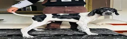 Pointer dogs for sale: Gorgeous Pedigree Pointer Pups - Advert 5