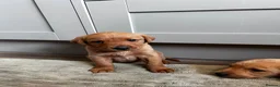 Labrador Retriever dogs for sale: Fox Red Labrador Puppies  - Advert 3