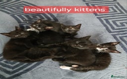 Mixed Breed cats for sale: Beautiful  kitten for sale  - Image 6