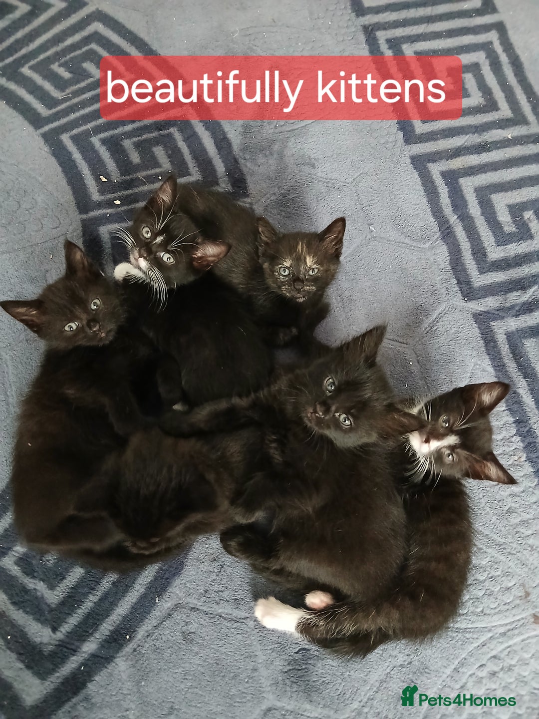 Mixed Breed cats for sale: Beautiful  kitten for sale  - Image 6