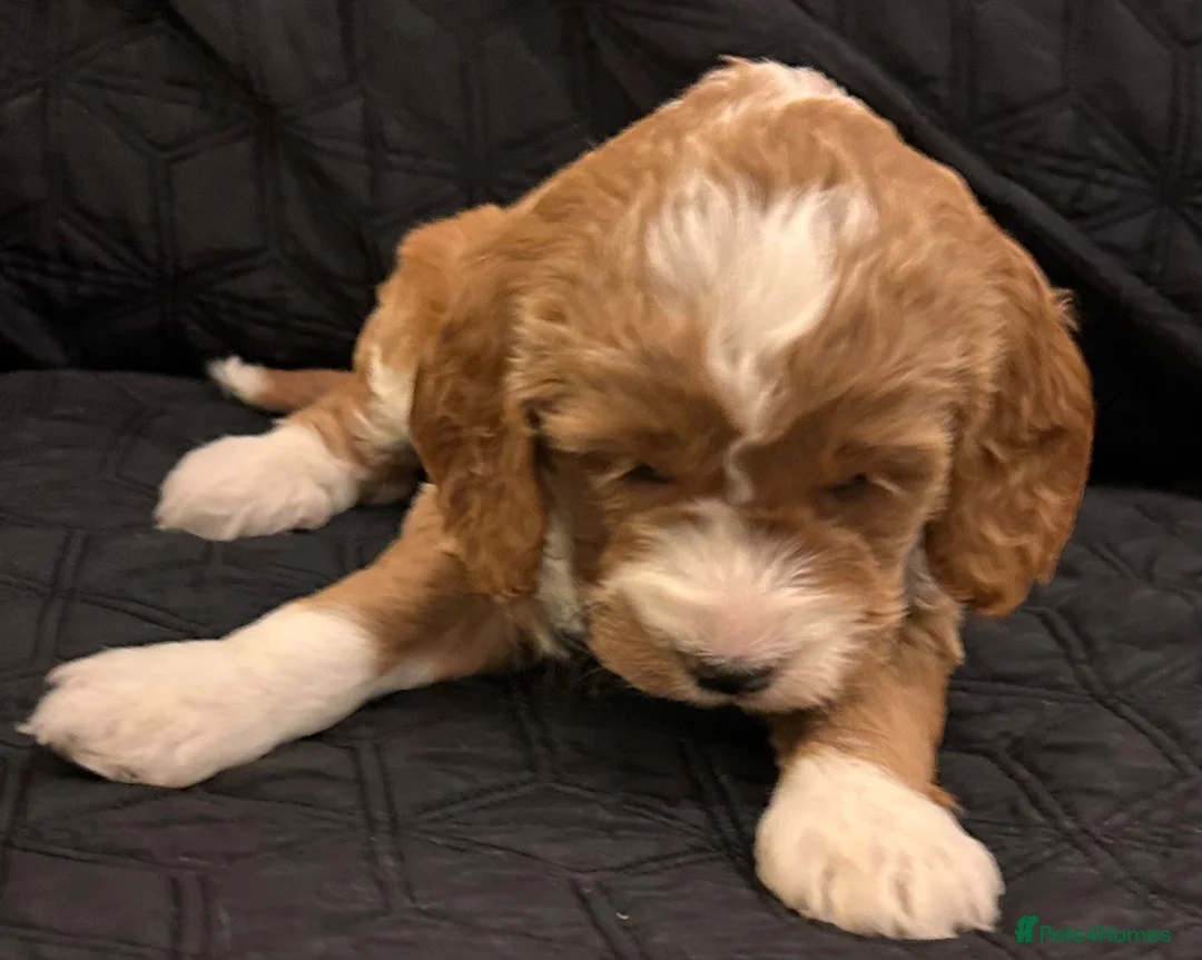 Cockapoo dogs for sale: STUNNING RED F1 HEALTH CHECKED COCKAPOOS - Advert 2