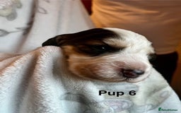 Cockapoo dogs for sale: Adorable Cocker Spaniel/Cockapoo Puppies - Image 29