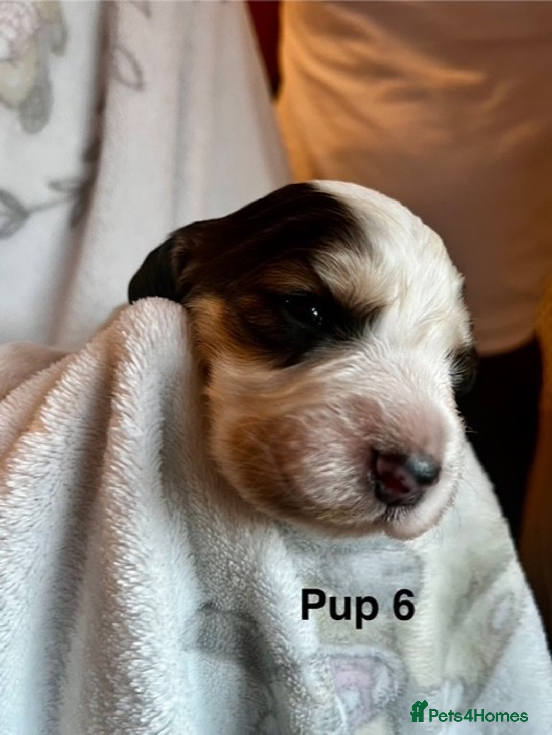 Cockapoo dogs for sale: Adorable Cocker Spaniel/Cockapoo Puppies - Image 29