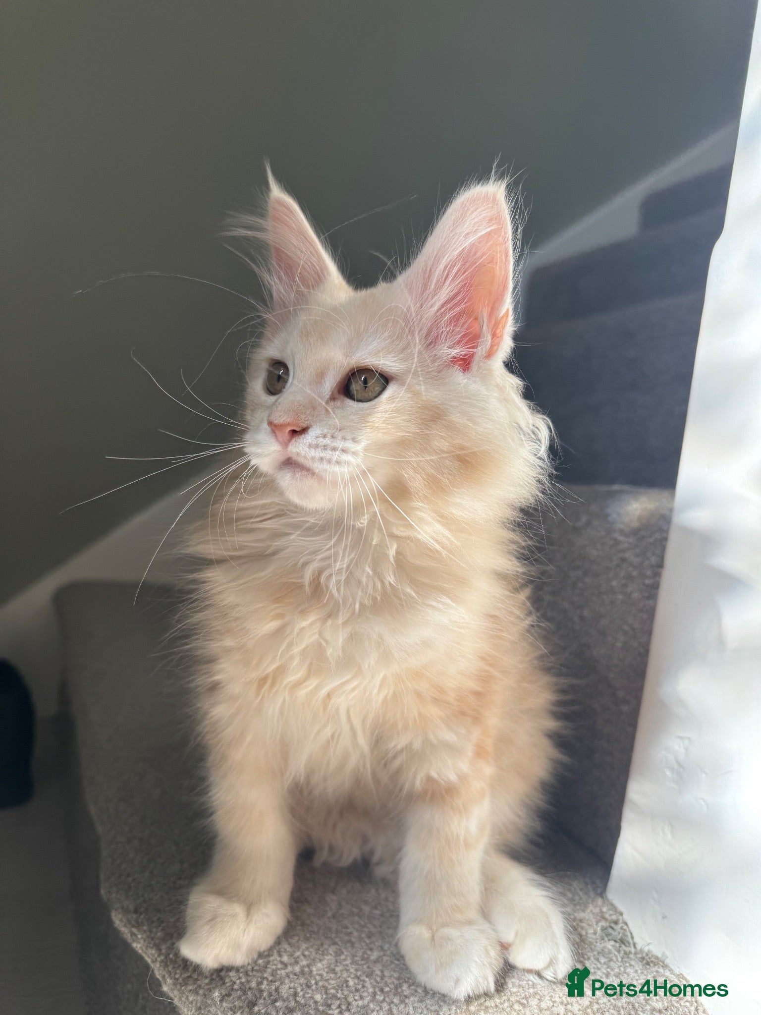 Maine Coon cats Beautiful female cream-smoke maine coon  - Advert 2