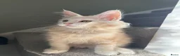 Maine Coon cats for sale: Beautiful female cream-smoke maine coon  - Advert 2