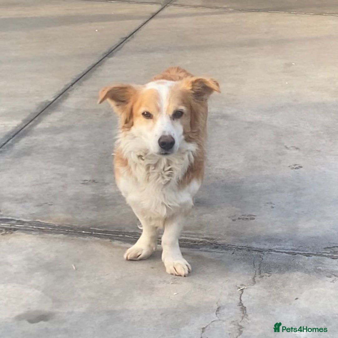 Mixed Breed dogs for adoption: Ricky, 7yrs old approx. Available for adoption. - Advert 2