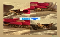 Bengal cats for sale: True to type bengal kittens - Advert 11