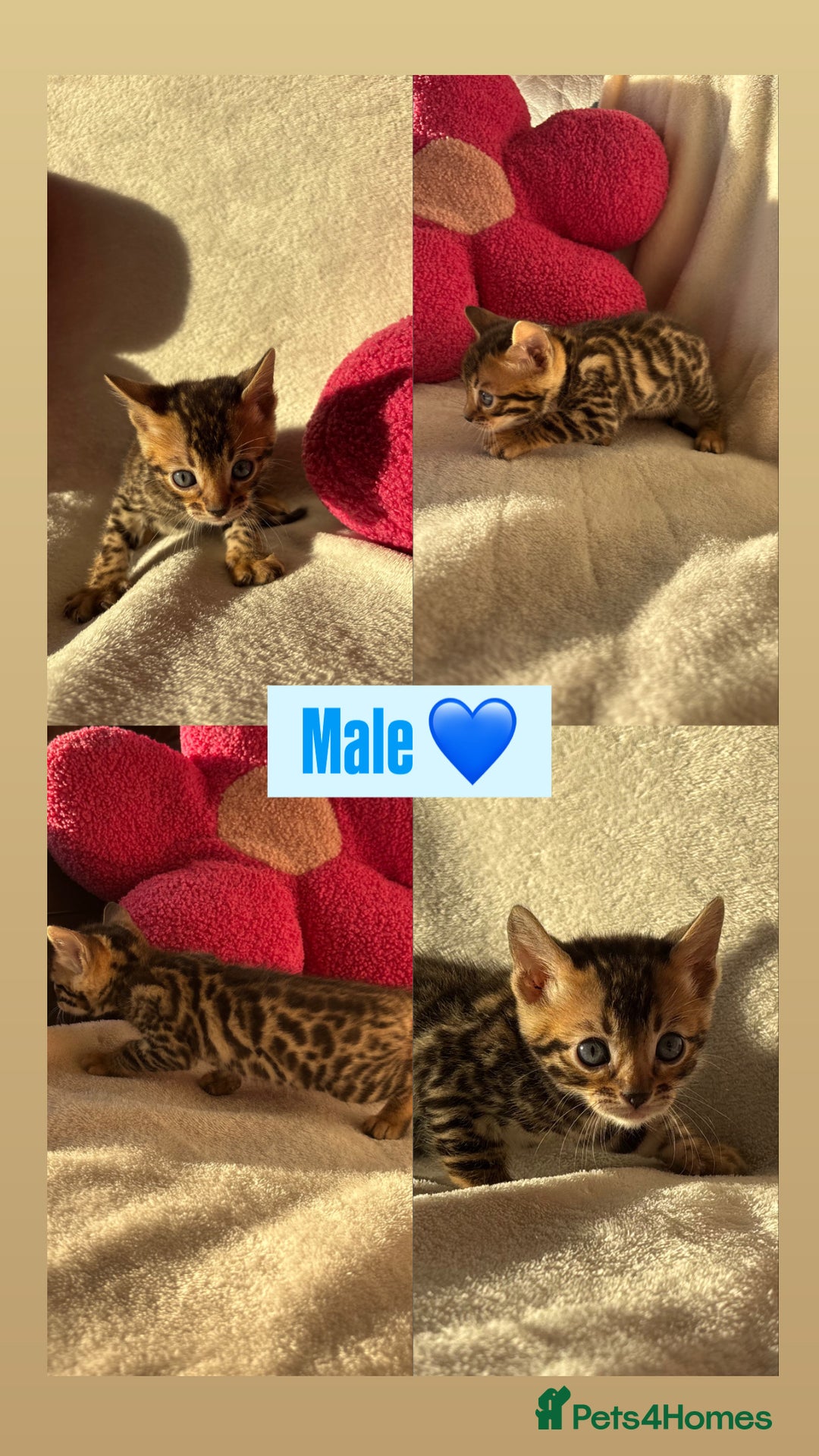Bengal cats for sale: True to type bengal kittens - Advert 11