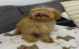Toy Poodle dogs for sale: Toy poodle girl - Image 3