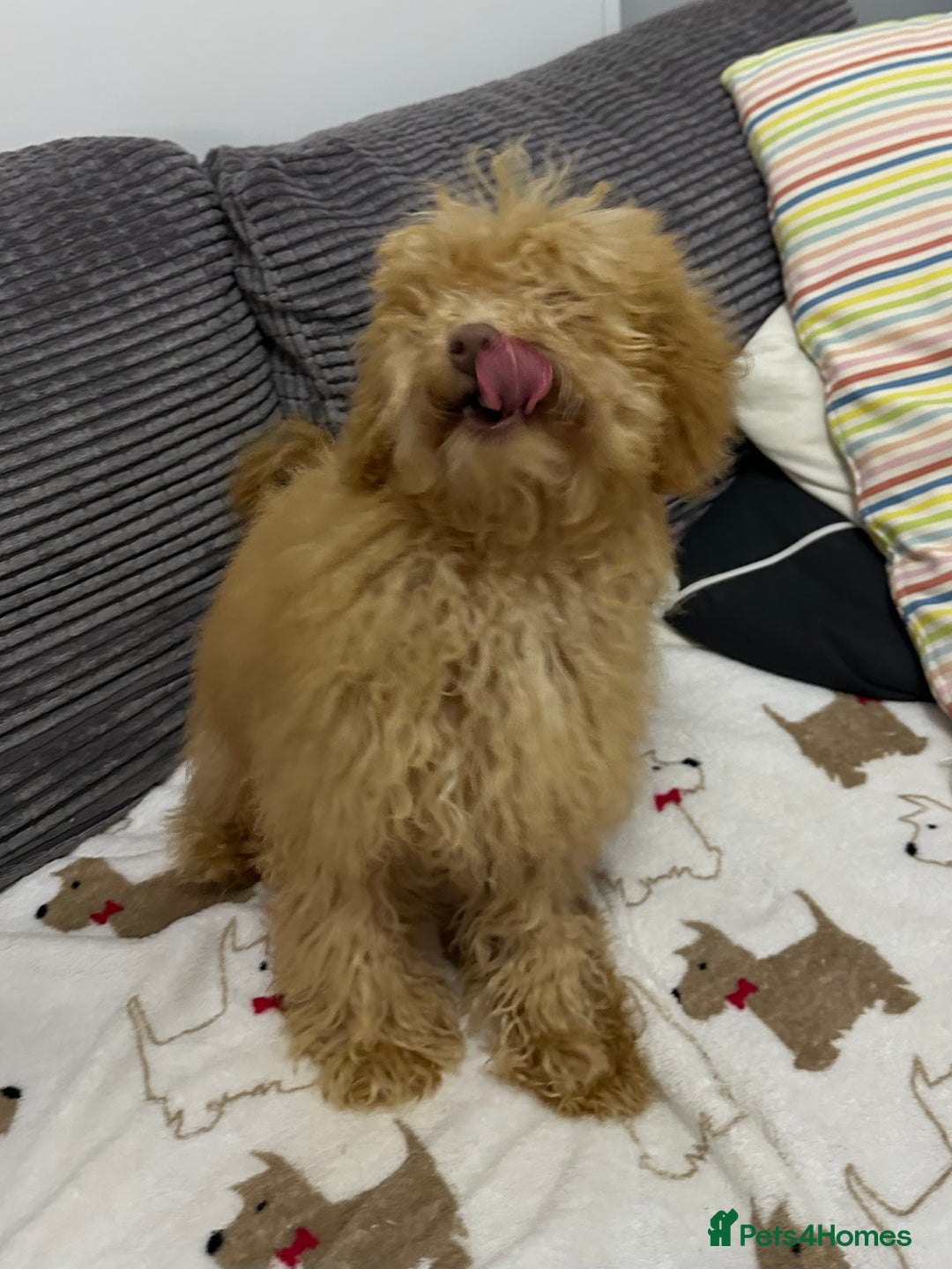 Toy Poodle dogs for sale: Toy poodle girl - Image 3