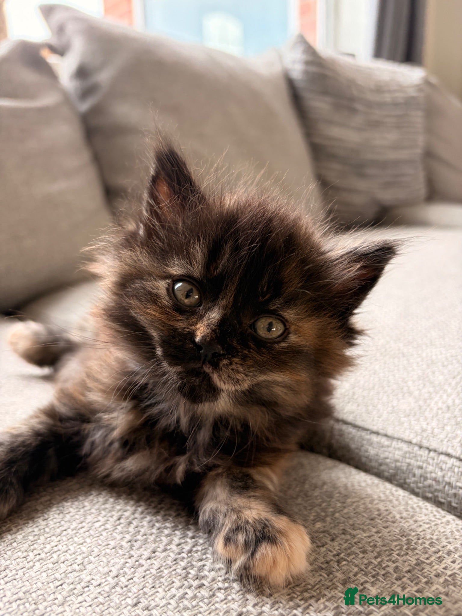 British Shorthair cats Beautiful BSH X Maine coon babies, last girl left - Advert 13