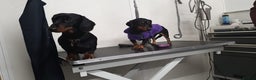 Miniature Dachshund dogs for stud: Black & Tan PRA clear Miniature Dachshund Stud - Advert 3