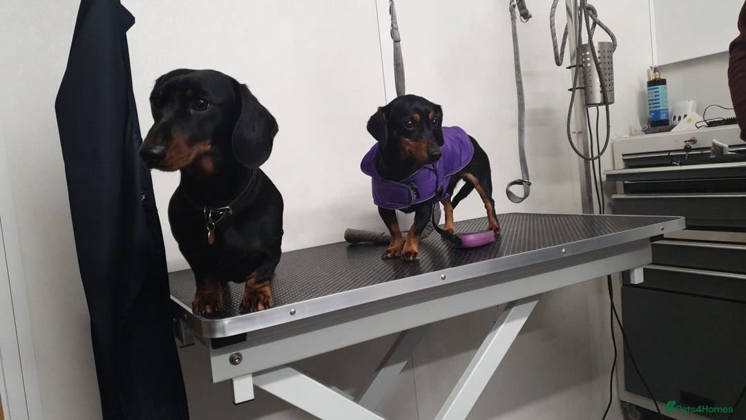 Miniature Dachshund dogs for stud: Black & Tan PRA clear Miniature Dachshund Stud - Advert 3