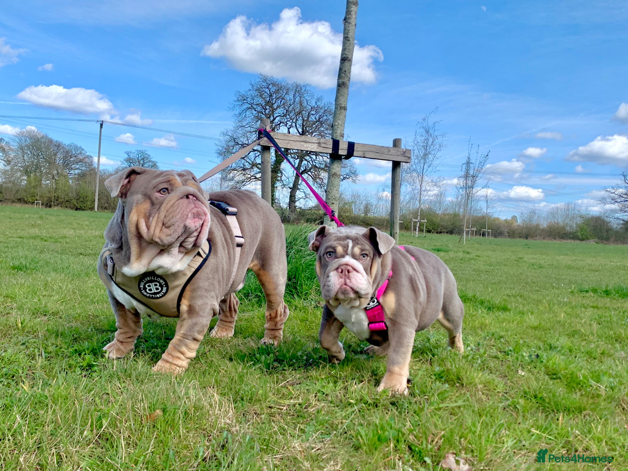 English Bulldog dogs for sale: 14 months old English Bulldog and 7 months old gir - Advert 16