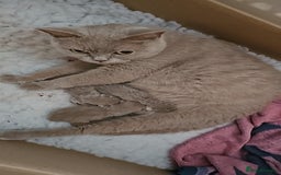 British Shorthair cats for sale: GCCF British Shorthairs rare fawn and cinnamon  - Image 7