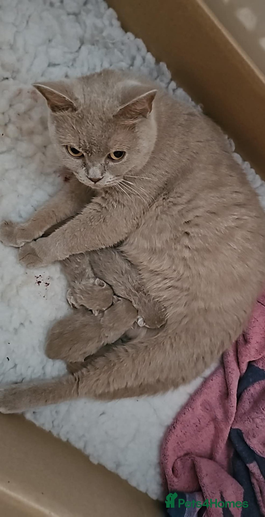 British Shorthair cats for sale: GCCF British Shorthairs rare fawn and cinnamon  - Image 7