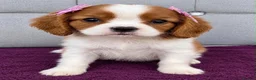 Cavalier King Charles Spaniel dogs for sale: CHOCOLATE CARRIER CAVALIER PUPPIES! - Advert 8