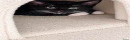 Mixed Breed cats for sale: Beautiful fluffy tuxedo kittens available now - Advert 11