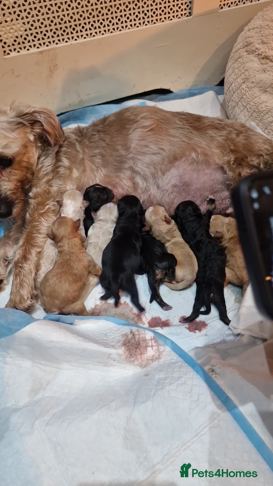 Shorkie dogs Adorable fluffy shorkies puppies  - Advert 1